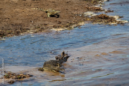 Monitor lizard and crocodile in the river