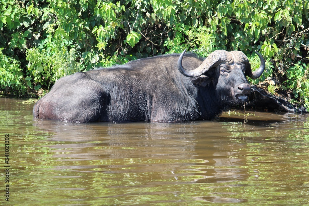 Obraz premium buffalo in water