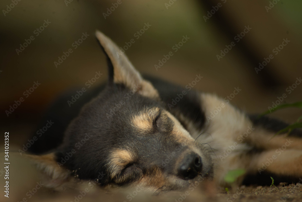 sleeping puppy, sleeping dog, cute dog sleeping puppy, sleeping dog, cute dog