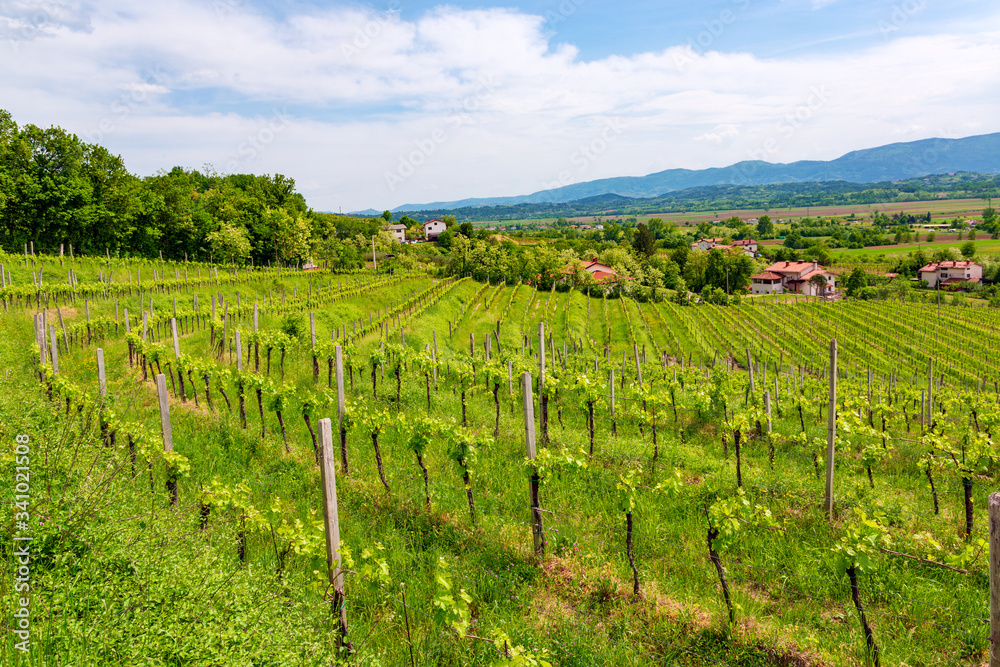 Spring landscape with vineyard