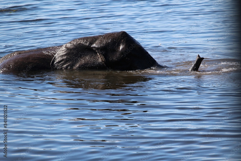 Fototapeta premium elephant in the river close-up