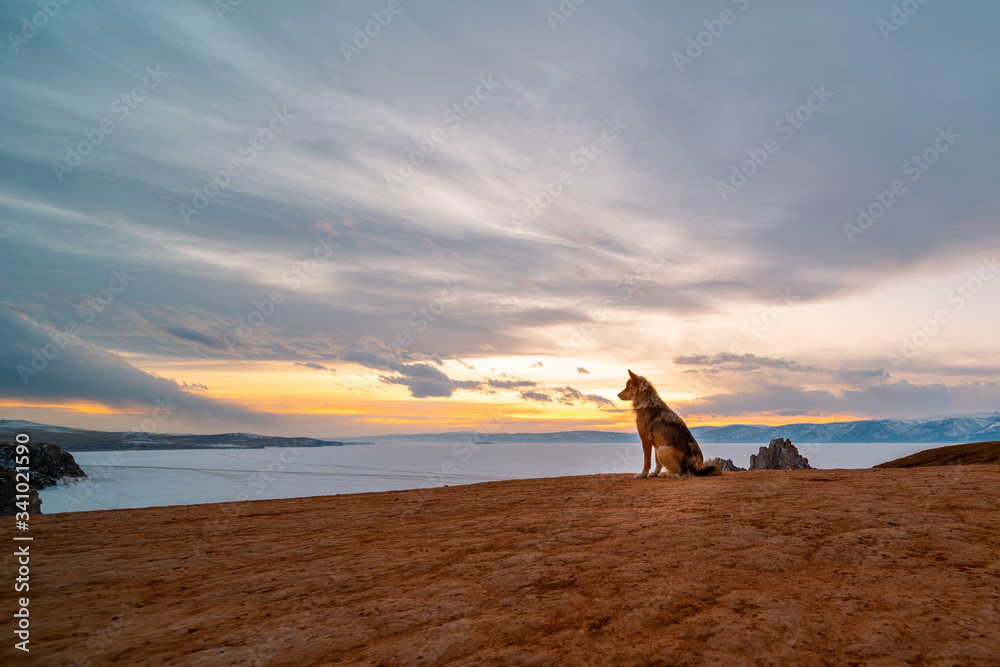 The dog on sunset sky, Burkhan island Olkhon at Baikal lake, Russia