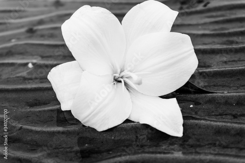 white flower Lily, black and white