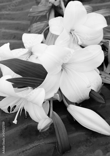 white flower Lily, black and white