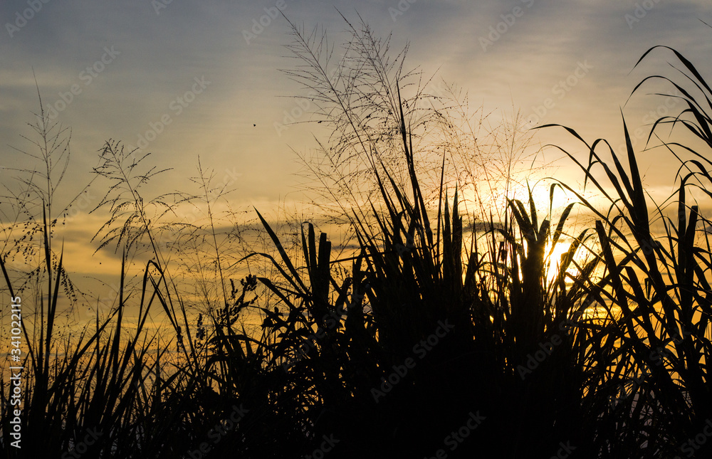 sunset in the grass