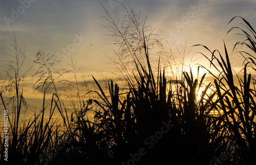 sunset in the grass