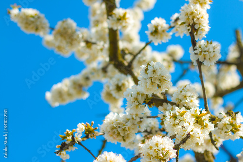 spring blossom branches in blue sky