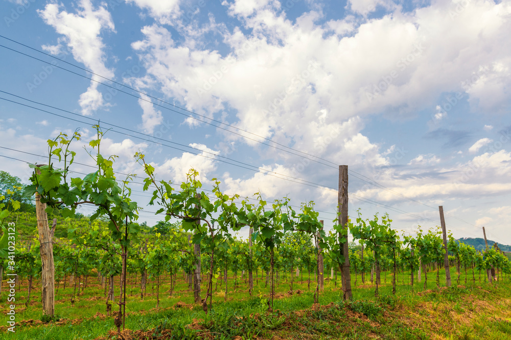 Vineyard landscape in Slovenia