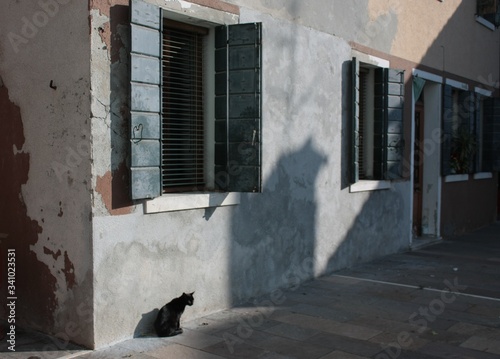 cat on the street