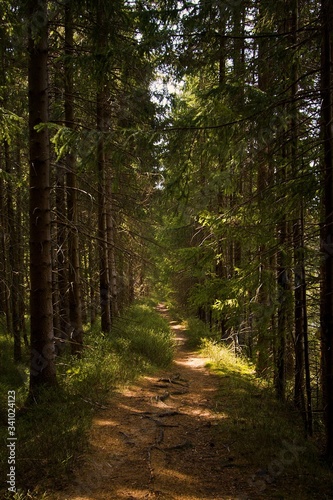 path in the woods © Miroslav