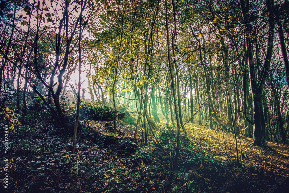 Obraz premium A forest early morning at sunrise