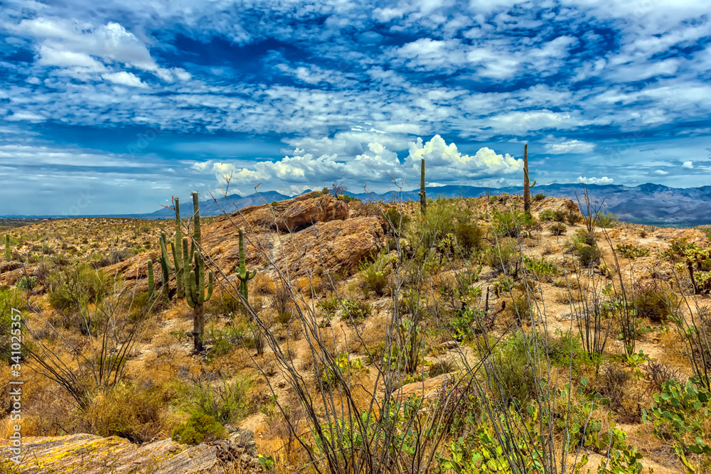 Landscape at Saguaro National Park near Tucson