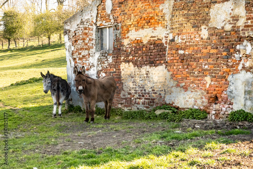 donkeys on an old farm