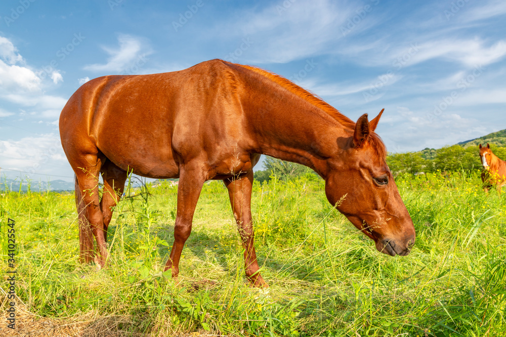 Brown horse grazing on alpine pasture. Brown horse grazing on alpine pasture.