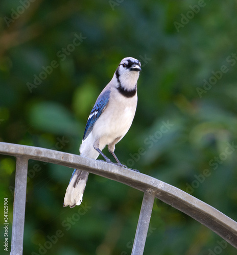 Bright blue and white blue jay with a long rounded tail and black necklace is perched on a large metal wheel against a blurred green tree background. © Dossy