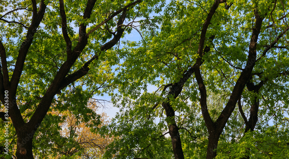 Obraz premium sky through the foliage of green trees
