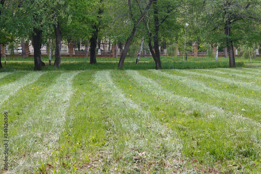 a well-kept field in the city garden, traces of a strip of mown grass a well-kept field in the city garden, traces of a strip of mown grass