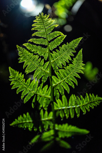 resh green leaves of Paco fern or Vegetable fern (Diplazium Esculentum (Retz.) Sw.) © ณัฐวุฒิ เงินสันเทียะ