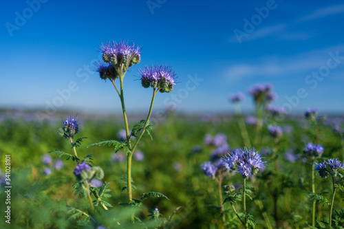 Blue tansy or purple tansy  Phacelia tanacetifolia  flowering on field