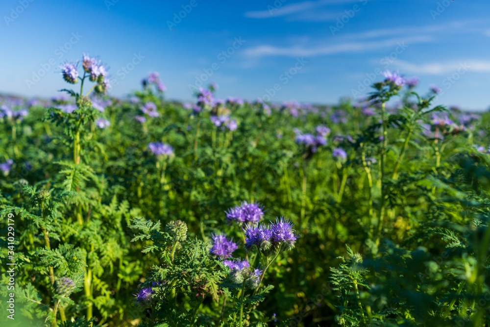 Blue tansy or purple tansy (Phacelia tanacetifolia) flowering on field Blue tansy or purple tansy (Phacelia tanacetifolia) flowering on field