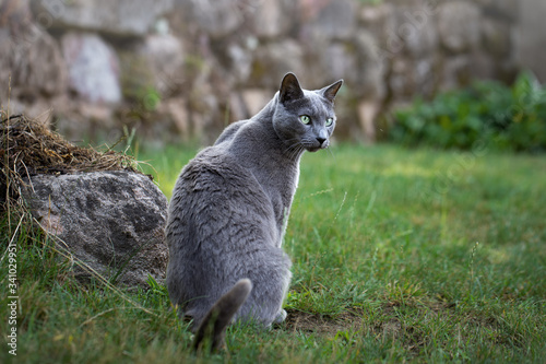 Bild auf Leinwand Russisch blau Katze