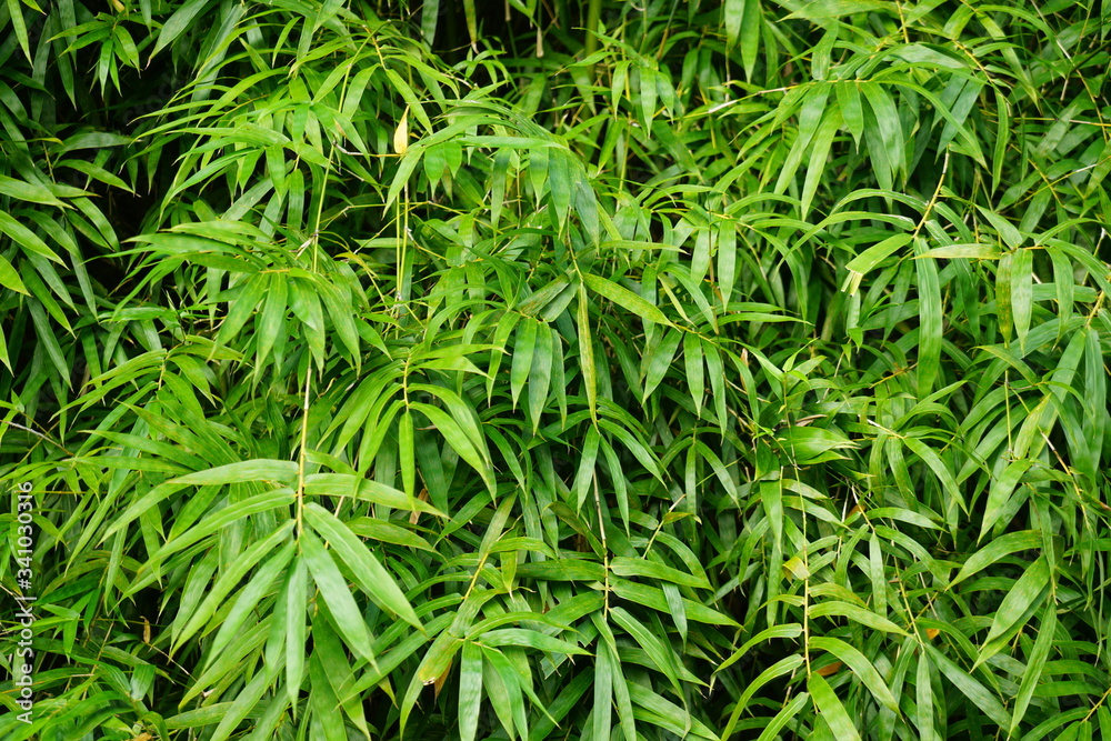 Bamboo leaves Bamboo leaves