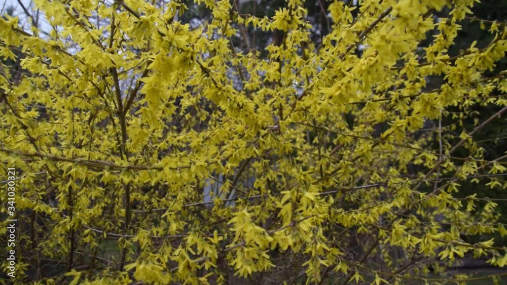 Yellow background of flowering branches of Forsythia Yellow background of flowering branches of Forsythia