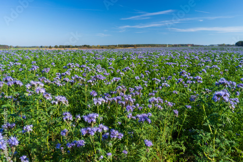 Blue tansy or purple tansy  Phacelia tanacetifolia  flowering on field