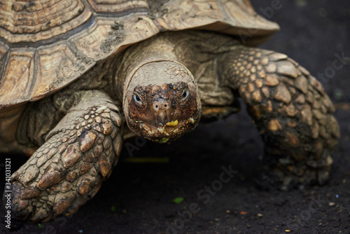 African spurred tortoise closeup (Centrochelys sulcata)