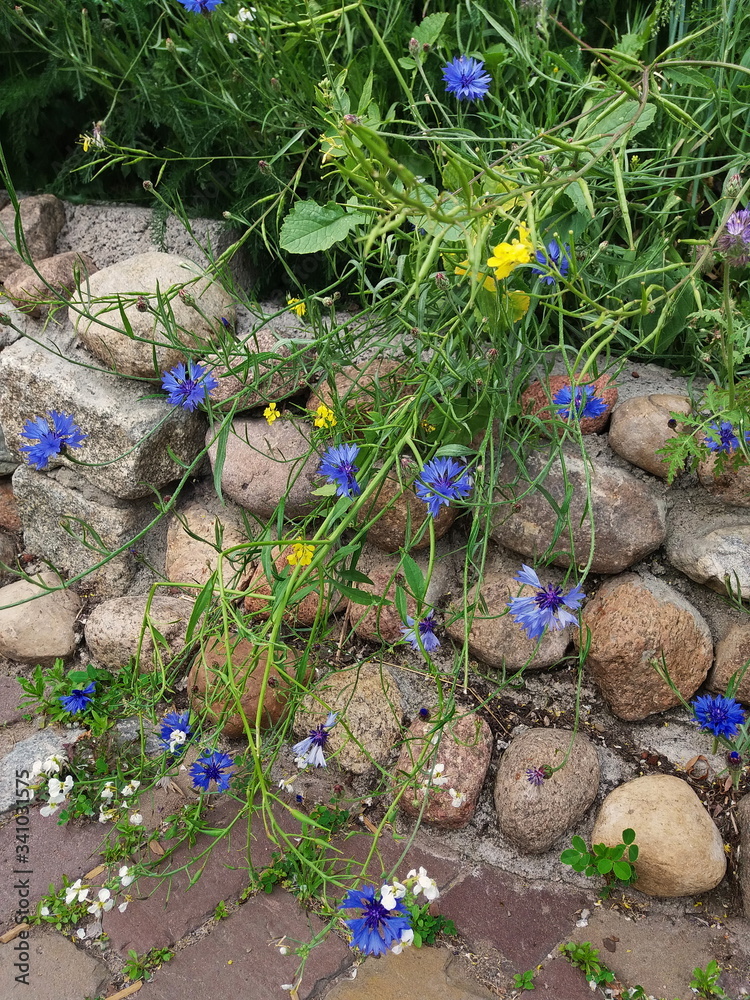 Wildblumen, Garten, Pflanzen, Sommer, Gras, blaue Blumen, kleine Blumen