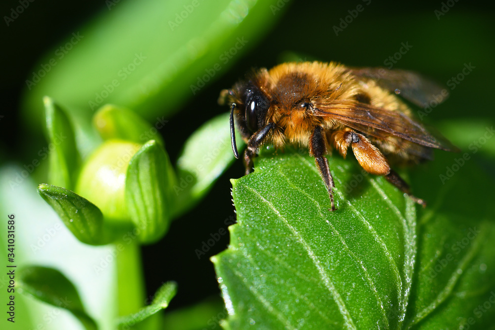 Macro Close Up of Bee on plant Macro Close Up of Bee on plant