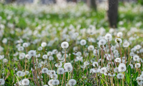 White fluffy dandelions  natural green blurred spring background