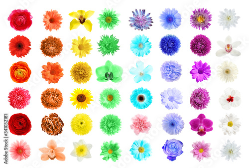 Set of different beautiful flowers on white background © New Africa