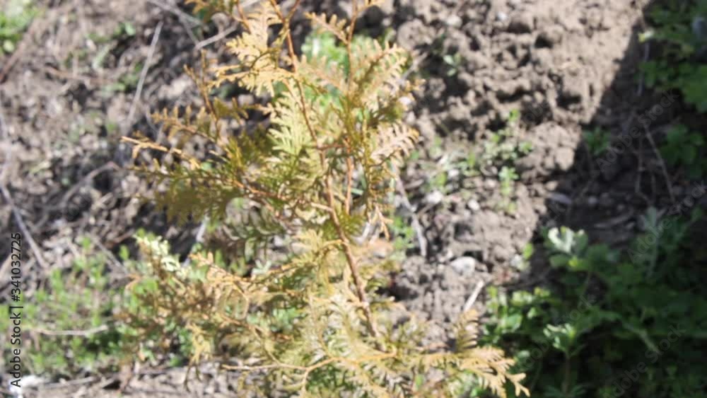 Young beautiful fern bush, a real beige plant, in the blowing wind, in the sun, ideal for cinema, digital composition.
