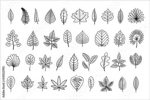 vector line-art leaves, outline illustration, black linear leaves isolated on white background,  outline leaf, collection of different type leaves for your design