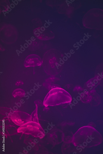 Neon Jellyfish display in Toronto aquarium 