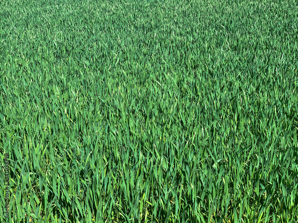 Obraz premium Feld Anbau Aussaat Landwirtschaft