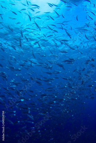 A school of small fish shot in the ocean