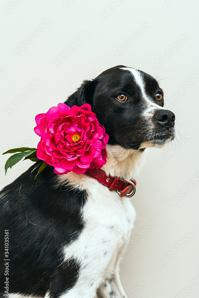 Isolated portrait of a beautiful black and white dog wearing a pink flower in studio with white background