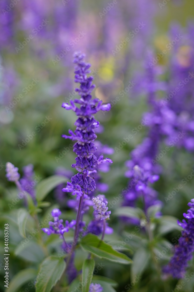 Obraz premium Tall Purple Flowers 