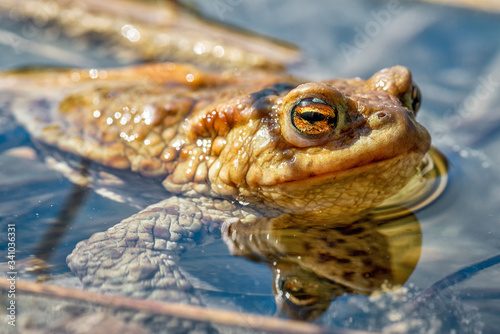 Detail of frog - Bufo Bufo