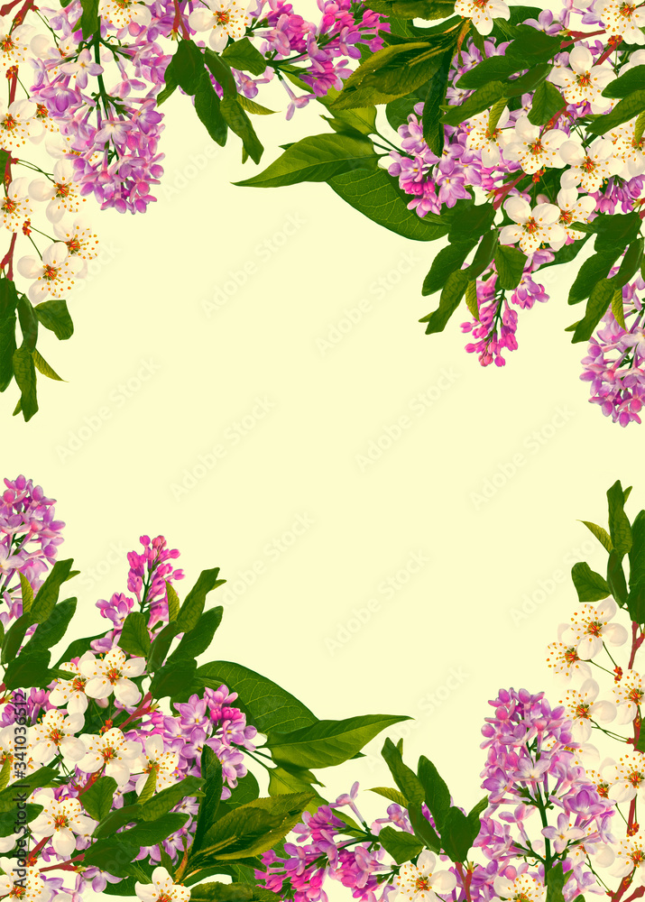 Flowering branch of cherry isolated on a white background.