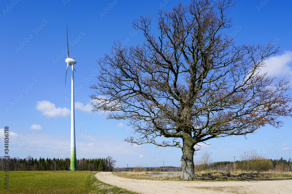 Fotografie wind generator and large old oak without leaves, nature versus industry