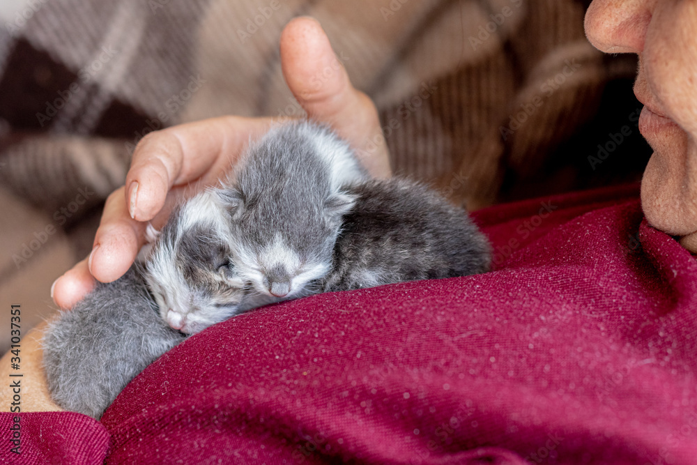 Woman holds on hands and caresses small kittens Woman holds on hands and caresses small kittens