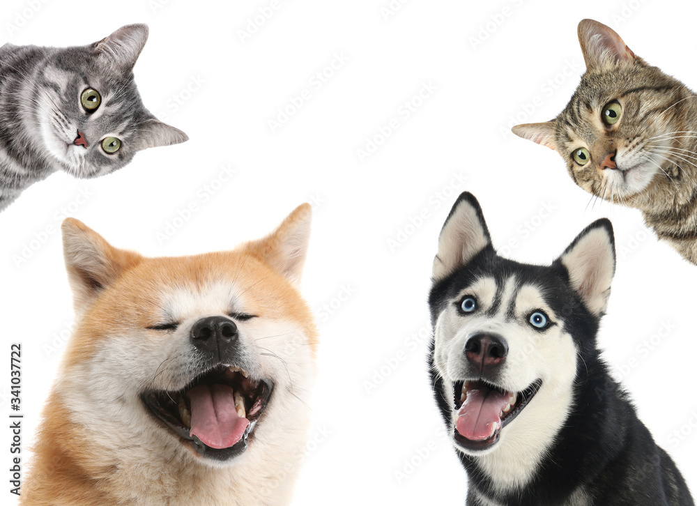 Set with different cute pets on white background