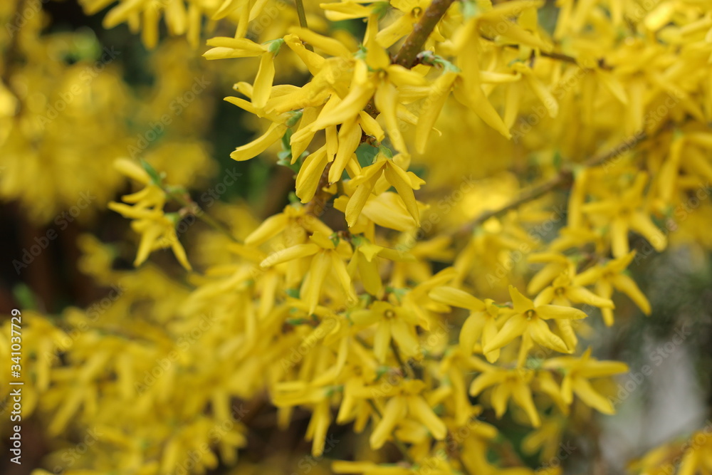 forsycja pośrednia Forsythia × intermedia forsycja pośrednia Forsythia × intermedia