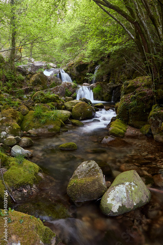 Descent of the Treito river  between abundant vegetation and rocks full of green moss