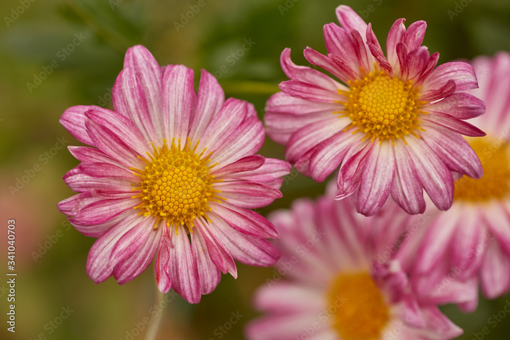 Fototapeta premium Close-up of red petal daisies and yellow stamen