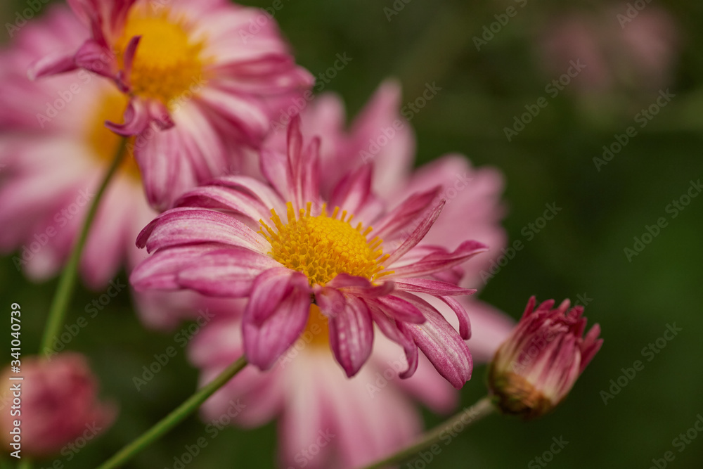 Fototapeta premium Close-up of red petal daisies and yellow stamen