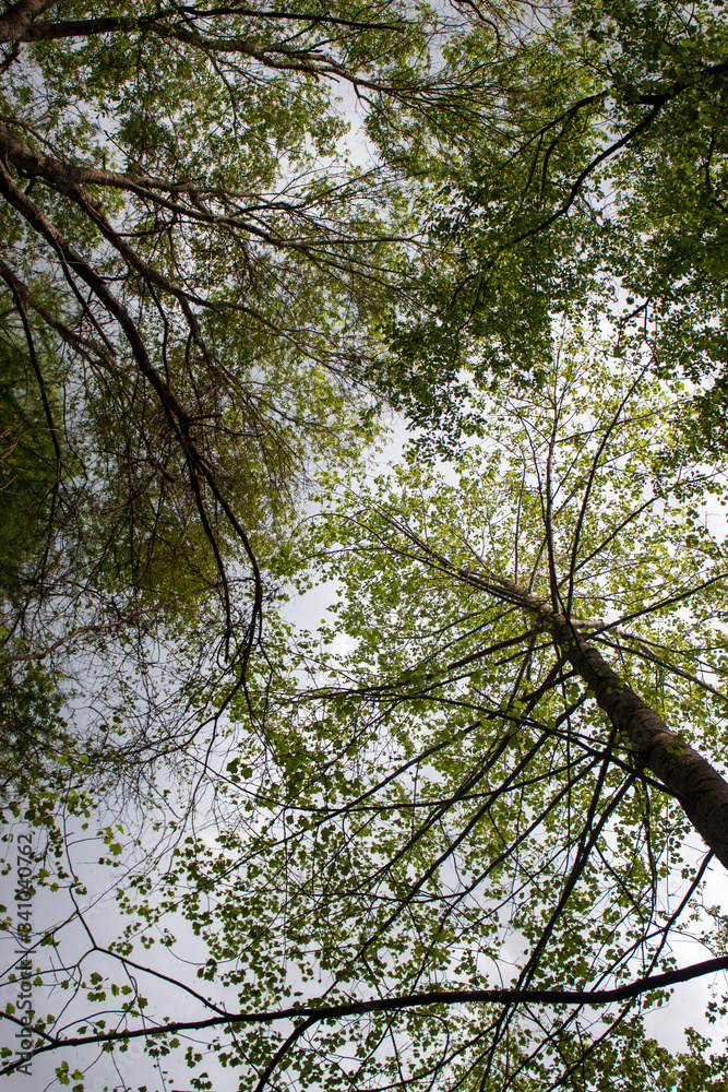 Fototapeta premium trees and sky